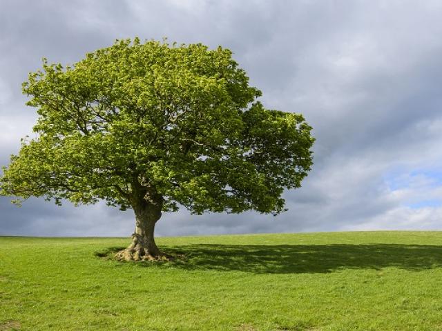 Đặc điểm của người mệnh Mộc